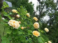 009.webp