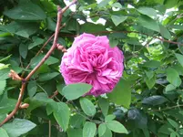 011.webp
