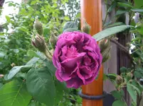 015.webp