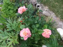 017.webp