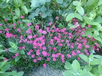 P1420038.webp