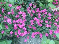 P1420039.webp
