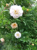 031.webp