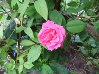 035.webp