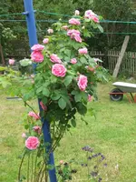 038.webp