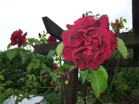 042.webp