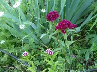 P1420158.webp