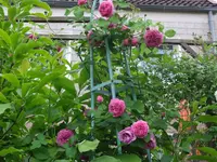 045.webp