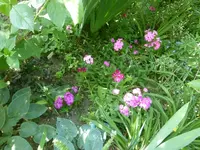 P1420614.webp