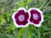 P1420151.webp