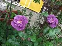 077.webp