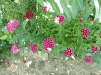 P1420617.webp