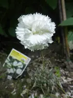 P1410040.webp