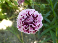 P1420674.webp