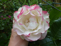 P1420850.webp