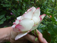 P1420851.webp