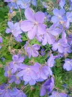 IMG_20150609_115150.webp