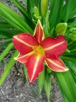IMG_20150609_121441.webp