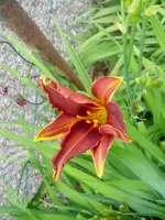 IMG_20150609_121538.jpg