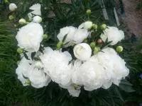 IMG_20150609_121607.webp