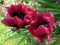 image.webp
