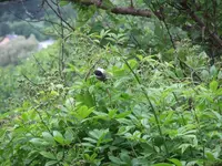 003.webp