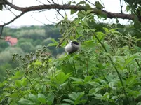 004.webp