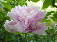 P1420849.webp