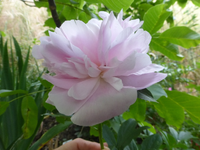 P1420848.webp