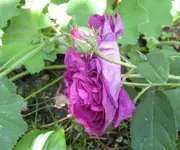IMG_5005.webp