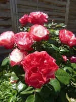 P1420343.webp