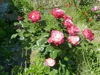 P1420341.webp