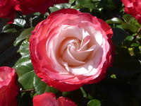 P1420342.webp