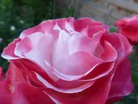 P1420107.webp