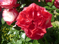 P1420344.webp