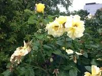 IMG_0216.jpg