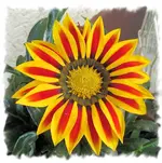 mittagsgold.webp