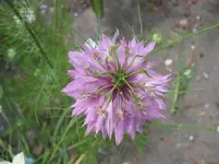 004.webp