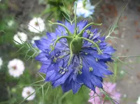 005.webp