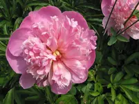 011.webp