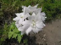 016.webp