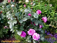 IMG_5009.webp IMG_5009.webp