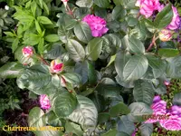 IMG_5010.webp