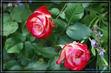 comp_DSC03712.webp