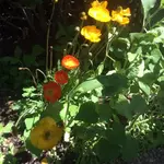 image.webp