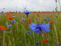 DSCF9170.webp