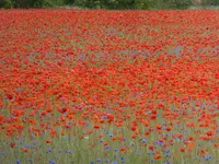 DSCF9164.webp