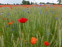 DSCF9123.webp