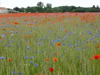 DSCF9146.webp