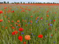 DSCF9140.webp